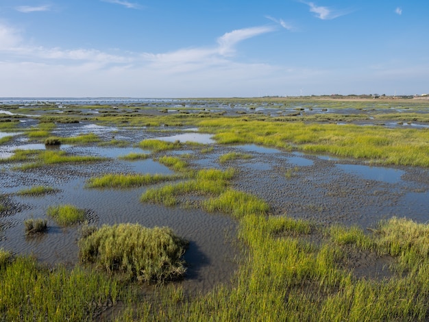 Zone de conservation des zones humides avec ciel bleu