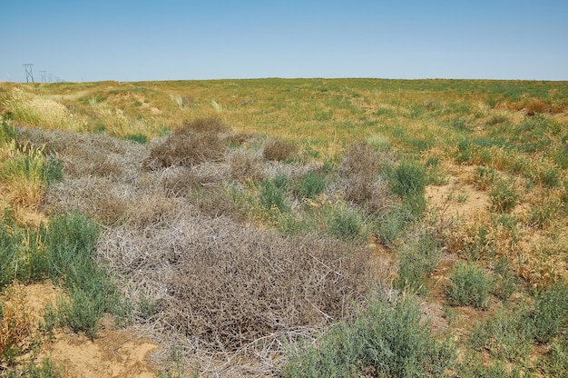 Zone déserte de la steppe