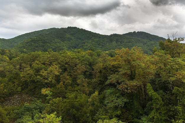 Zone de forêt de montagne avec des nuages de pluie