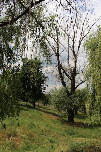 Une zone herbeuse avec des arbres et de l'herbe