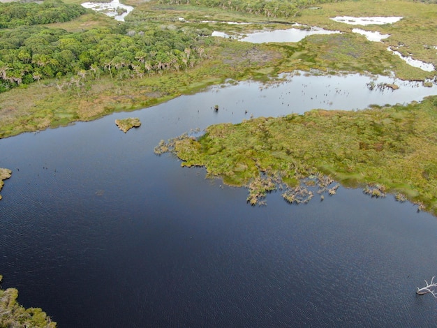 Zone humide avec des fougères luxuriantes et des terres vertes