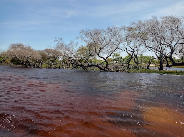 Zone humide marécageuse du paysage brésilien de l'estuaire tropical de la rivière inondée