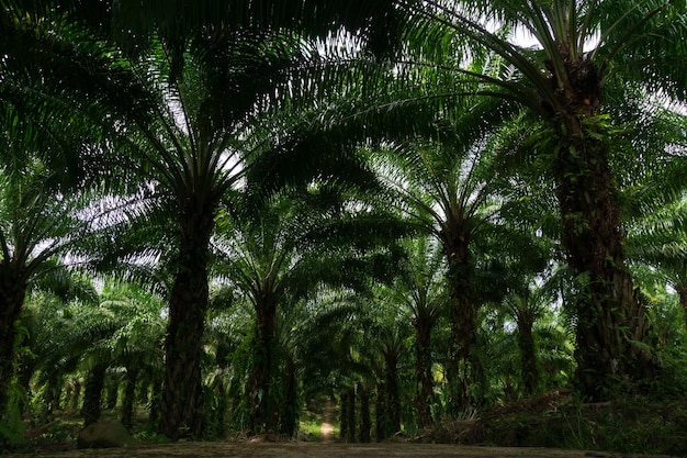 Zone industrielle indonésienne plantation de palmiers à huile indonésienne