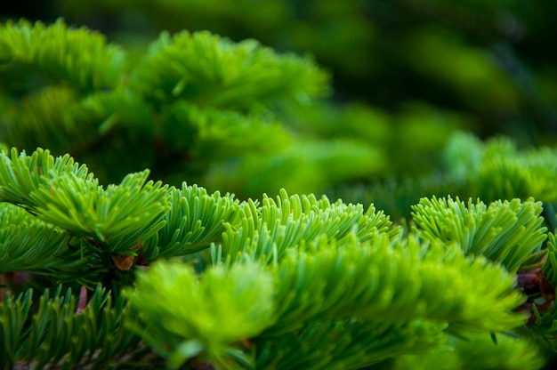 Zone de loisirs de la forêt nationale de Taiwan Hehuan Mountain Cypress Emerald Green
