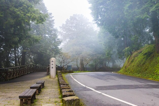 Photo zone de randonnée en bois pavée à l'intérieur de la forêt nationale d'alishan entourée de jungle verte à taïwan