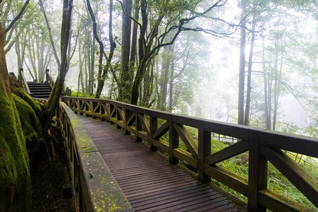 Photo zone de randonnée en bois pavée à l'intérieur de la forêt nationale d'alishan entourée de jungle verte à taïwan