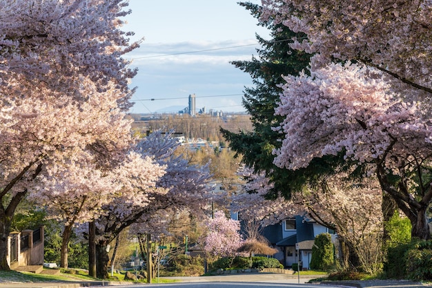 Zone résidentielle rangée de cerisiers en fleurs en pleine floraison au printemps