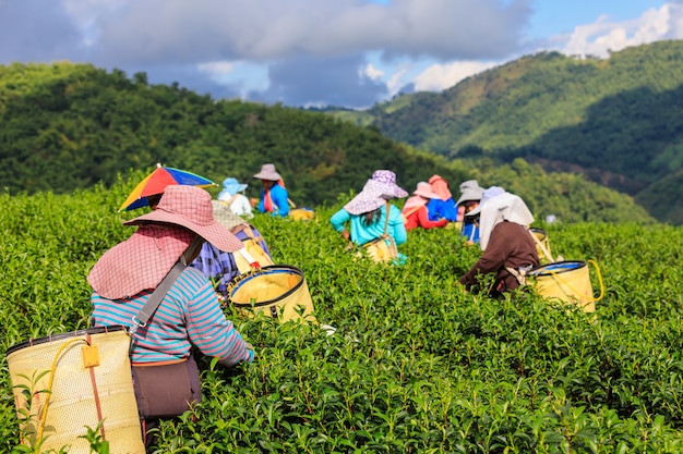 Zone de thé vert agricole et agriculteur à doi chaing rai thailand