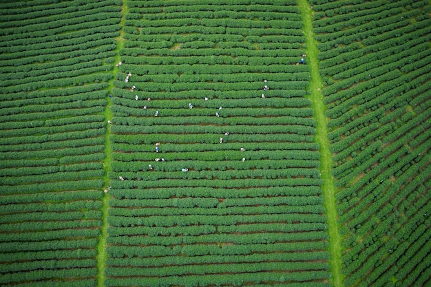 Zone verte de thé sur la montagne de chiang rai en Thaïlande