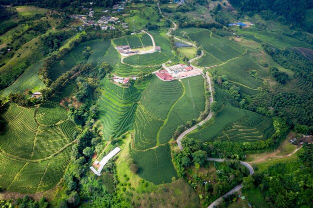 Zone verte de thé sur la montagne de chiang rai en Thaïlande