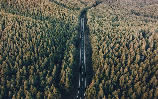 Photo zone de vue sur la route au milieu de la forêt