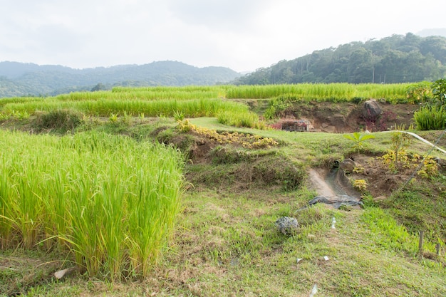 Zones agricoles dans les montagnes