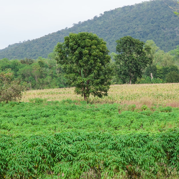 Zones de culture du manioc