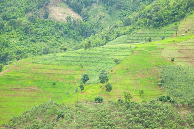 Zones de culture du riz