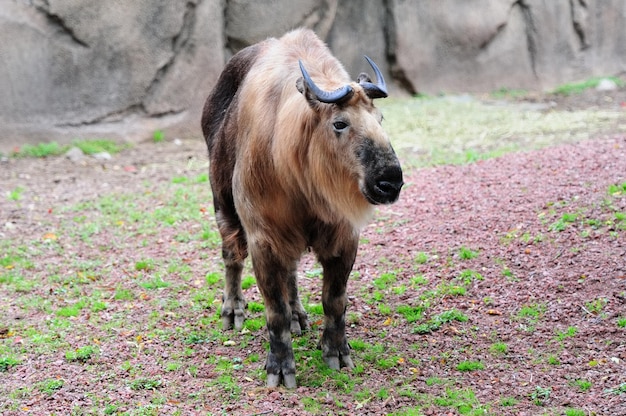 Zoo de Chicago