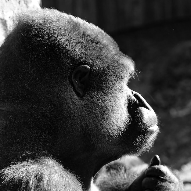 Photo le zoo de krefelder