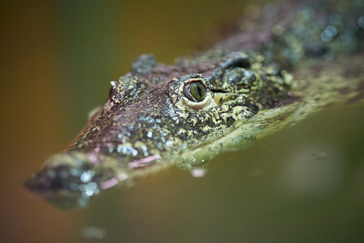 Photo le zoo de krokodyli