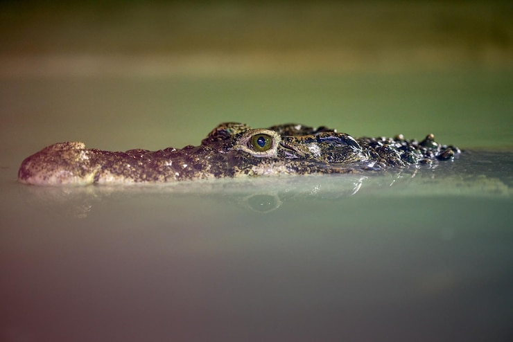 Photo le zoo de krokodyli