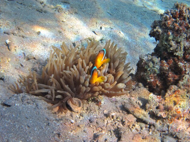 Zwei anemonenfische im versteck am meeresgrund im roten meer