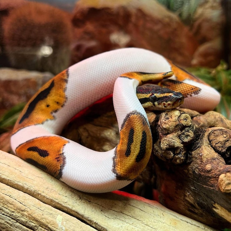 Foto a boa constrictor snake is curled up on a log