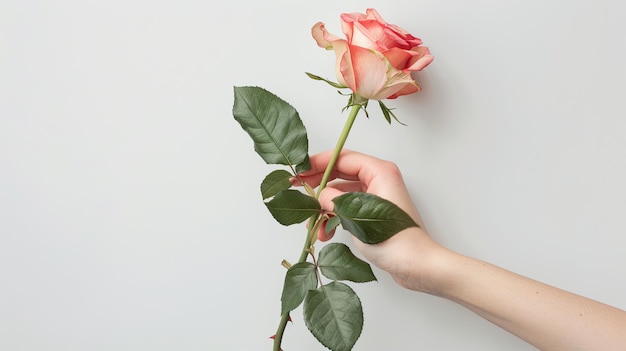 a rose in a hand on a white background selective focus