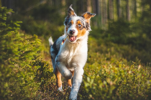 Ærlig portrett av en australsk gjeterhundvalp på tur i skogen med et gledelig uttrykk