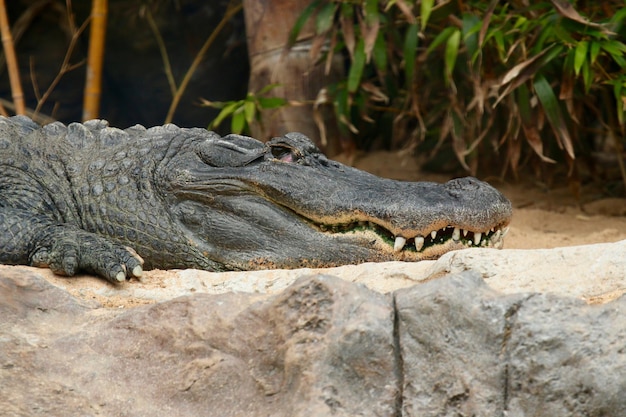 Alligator on field