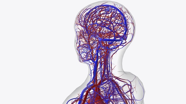 Arteries of head and neck