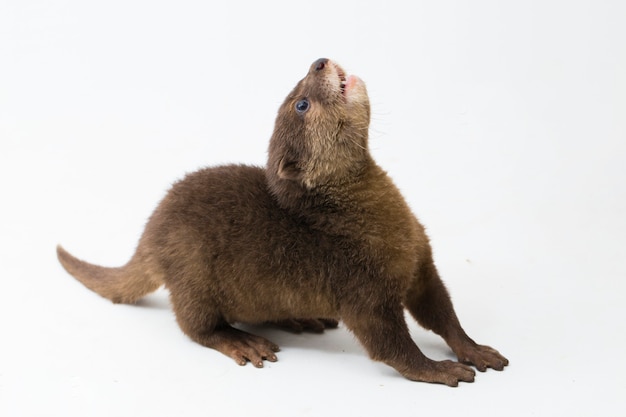 asian smallclawed otter or simply smallclawed otter isolated white background