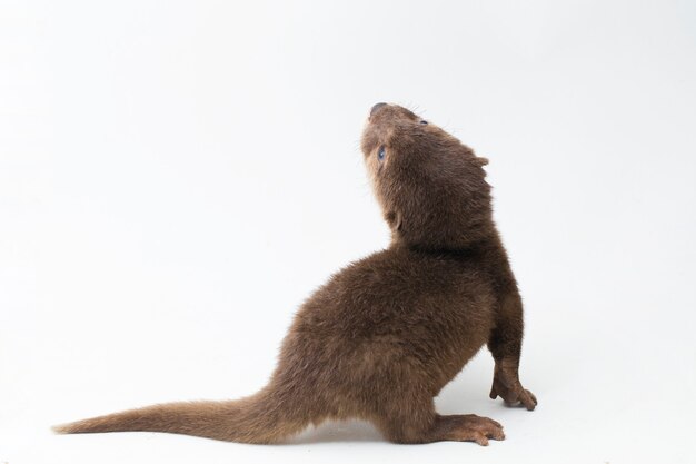 asian smallclawed otter or simply smallclawed otter isolated white background