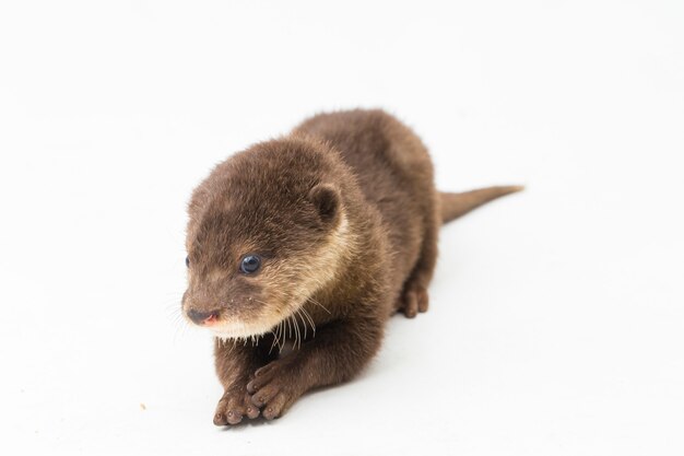asian smallclawed otter or simply smallclawed otter isolated white background