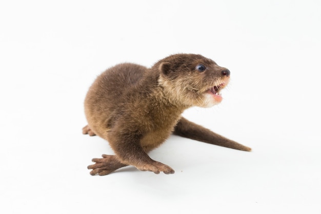 asian smallclawed otter or simply smallclawed otter isolated white background
