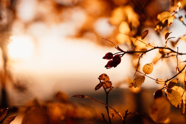 Autumn landscape with yellow trees and sun Colorful foliage in the park Falling leaves Autumn season concept