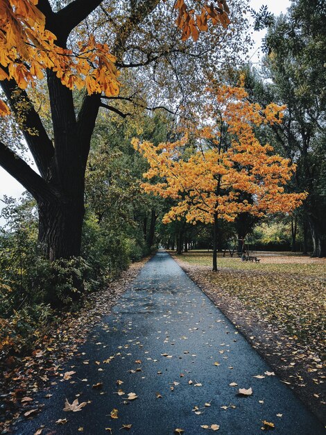 autumn leaves on road by tree at park