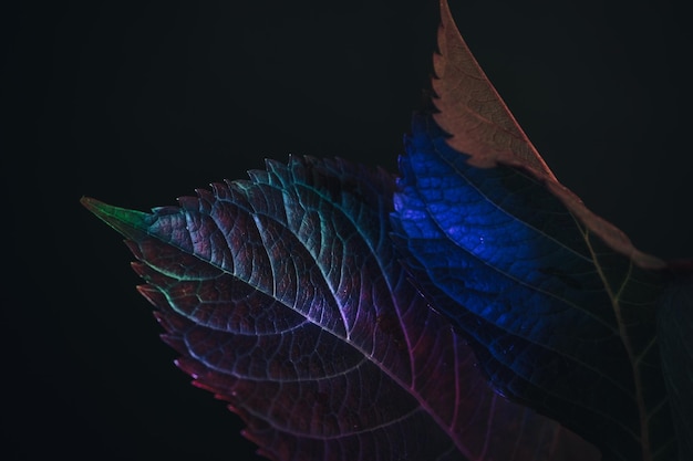Beautiful faded old leaf in colorful light on a black Minimalism retro style concept Background pa