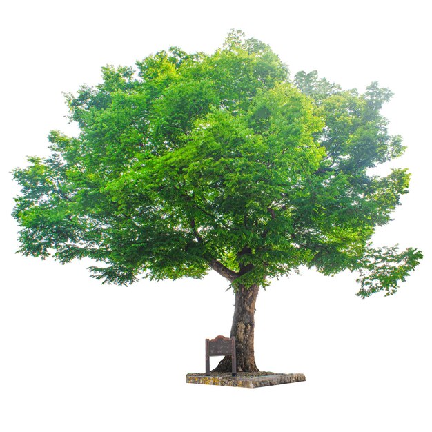 Big green tree isolated on white with clipping path