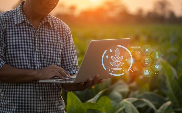 Bonde som arbeider på den unge tobakksåkeren Mann bruker digital bærbar datamaskin til å planlegge ledelse undersøke eller analysere ung tobakk etter planting Smart jordbruk Teknologi for landbrukskonsept