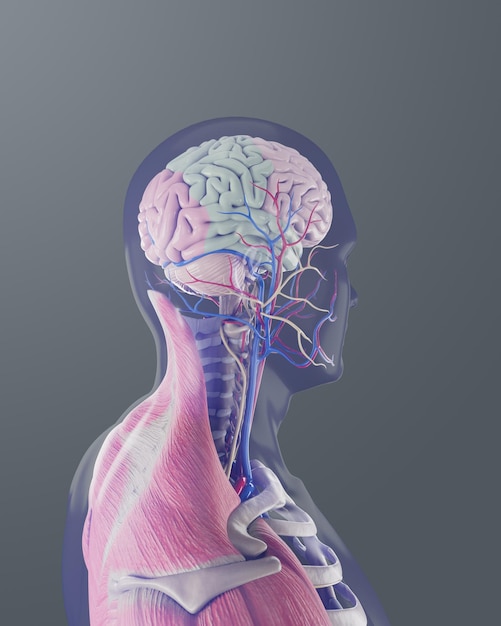 Brain Anatomy