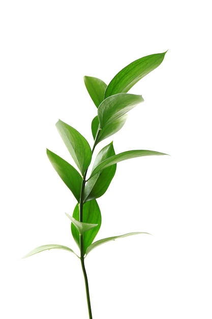 Branch with fresh green leaves isolated on white