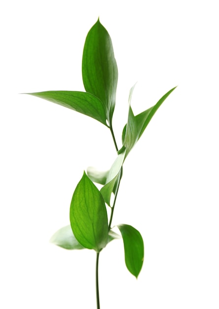 Branch with fresh green leaves isolated on white