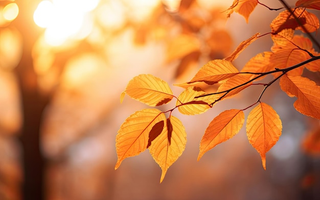Bright yellow autumn leaves on a forest background