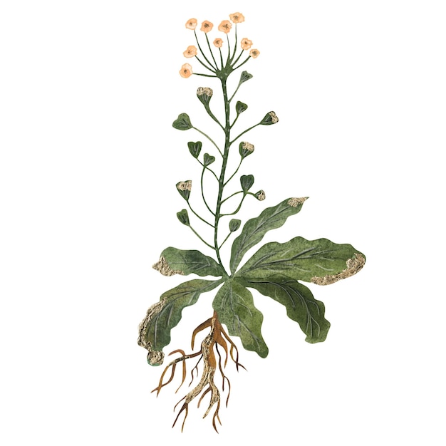 Bush of grass shepherd's purse watercolor illustration
