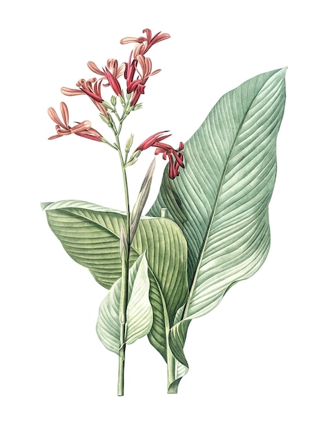 canna lily png sticker vintage botanical illustration transparent background