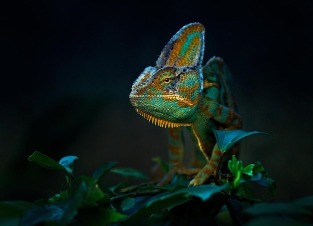 Chameleon on plants at night