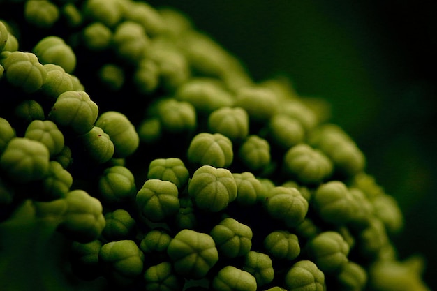Close-up bunch of buds