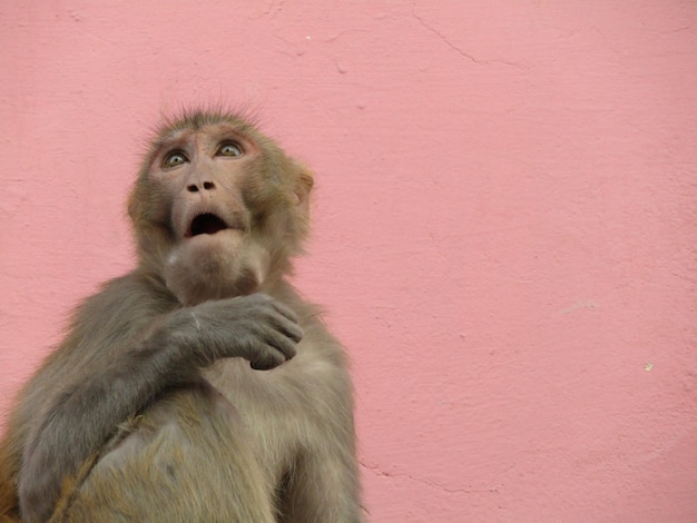 close-up of a monkey looking away