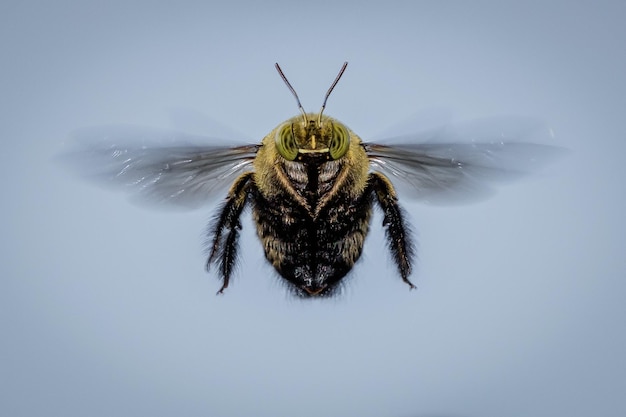 Close-up of bee flying against clear sky