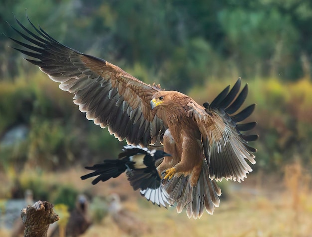 Close-up of bird flying