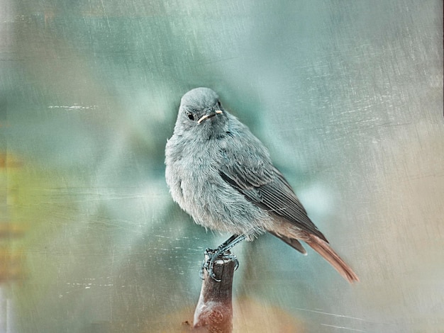 close-up of bird perching on branch