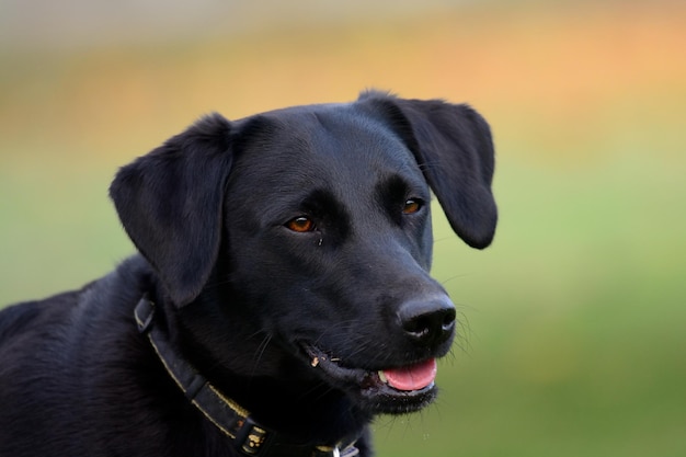 Close-up of black dog looking away